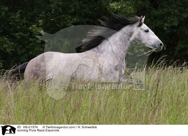 rennender Pura Raza Espanola / running Pura Raza Espanola / HS-01574
