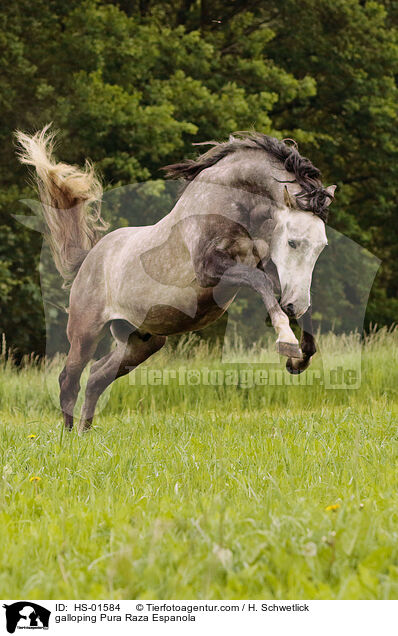 galloping Pura Raza Espanola / HS-01584