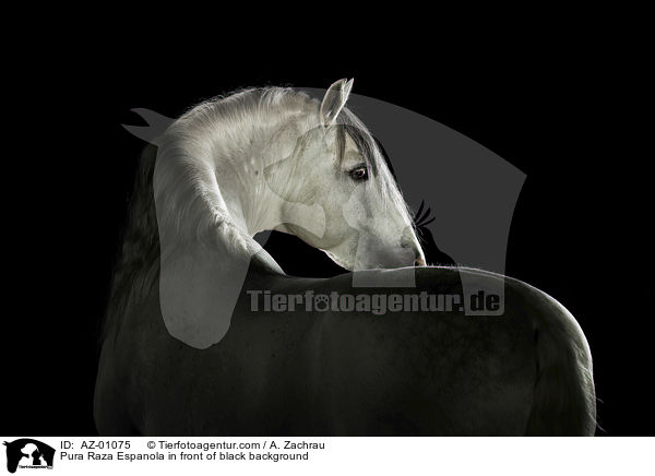 Pura Raza Espanola in front of black background / AZ-01075