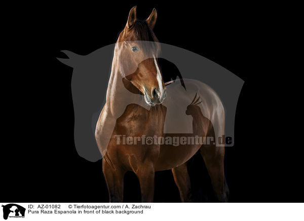 Pura Raza Espanola in front of black background / AZ-01082