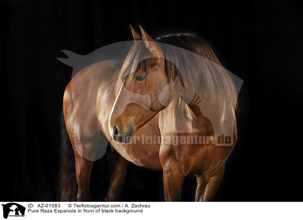 Pura Raza Espanola in front of black background / AZ-01083