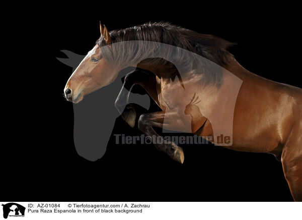 Pura Raza Espanola in front of black background / AZ-01084