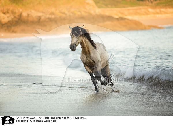 galloping Pura Raza Espanola / PK-01023
