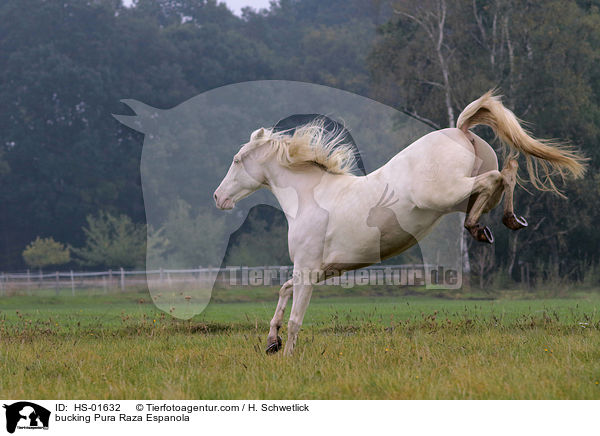 bucking Pura Raza Espanola / HS-01632