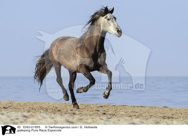 galloping Pura Raza Espanola / EHO-01955