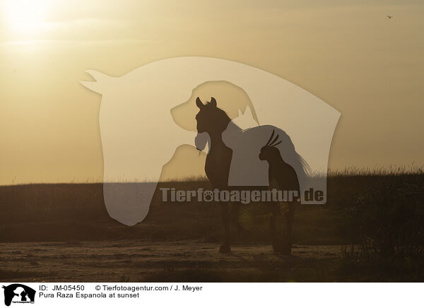 Pura Raza Espanola at sunset / JM-05450