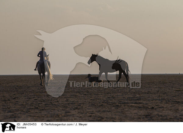 horses / JM-05453