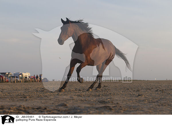 galloping Pura Raza Espanola / JM-05461