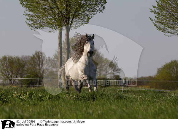 galloping Pura Raza Espanola / JM-05593