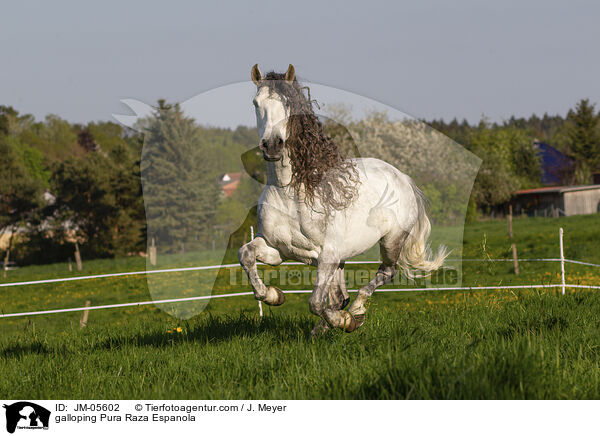 galloping Pura Raza Espanola / JM-05602