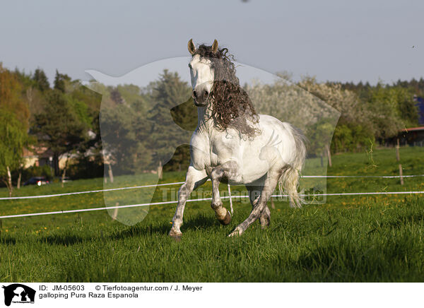 galloping Pura Raza Espanola / JM-05603