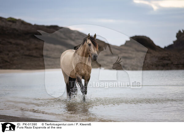 Pura Raza Espanola at the sea / PK-01390
