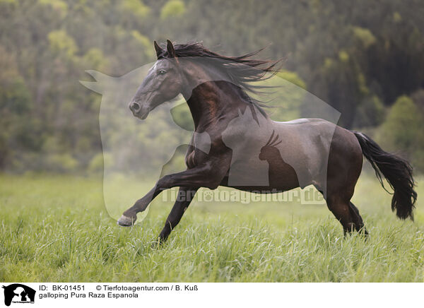 galoppierender Pura Raza Espanola / galloping Pura Raza Espanola / BK-01451