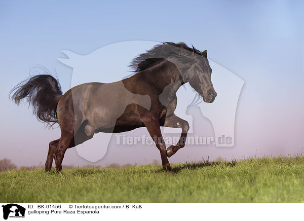 galloping Pura Raza Espanola / BK-01456
