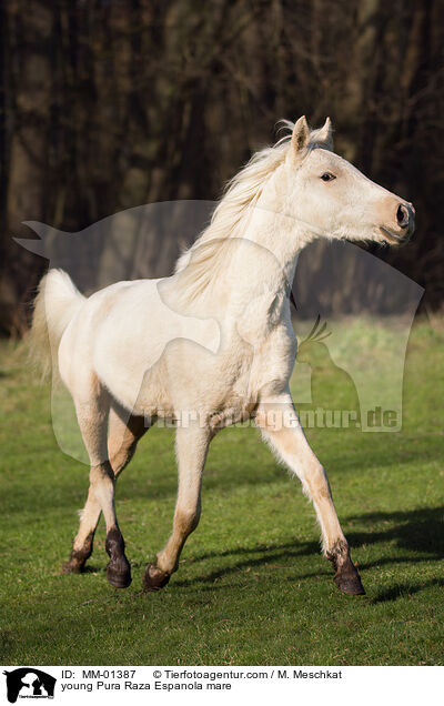 young Pura Raza Espanola mare / MM-01387