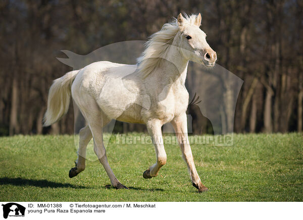 young Pura Raza Espanola mare / MM-01388