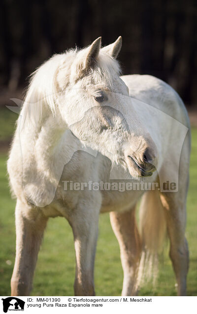 young Pura Raza Espanola mare / MM-01390