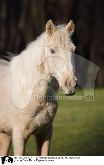 young Pura Raza Espanola mare / MM-01391