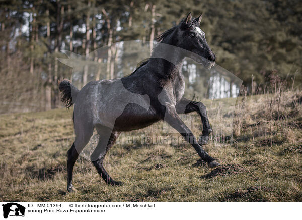 young Pura Raza Espanola mare / MM-01394