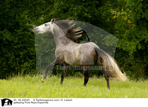 galloping Pura Raza Espanola / HL-02420