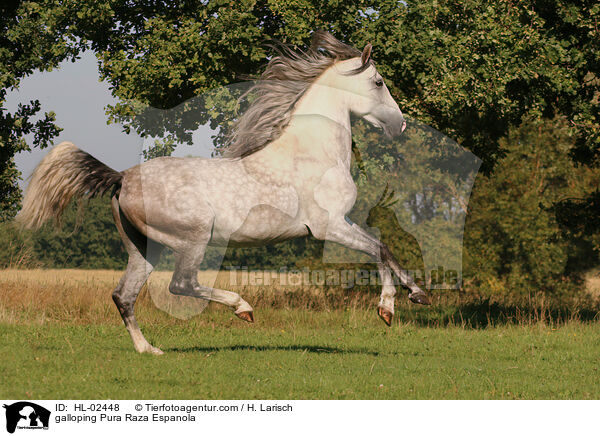 galloping Pura Raza Espanola / HL-02448
