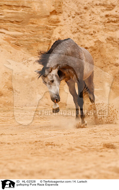 galoppierendes Pura Raza Espanola / galloping Pura Raza Espanola / HL-02528