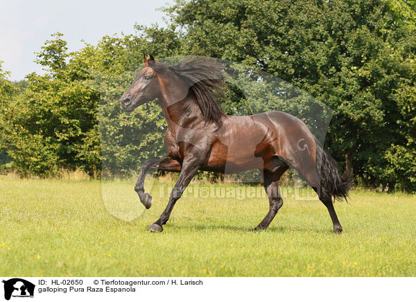 galloping Pura Raza Espanola / HL-02650