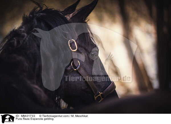 Pura Raza Espanola gelding / MM-01733