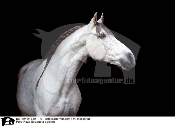 Pura Raza Espanola gelding / MM-01830