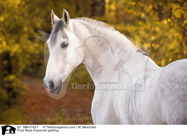 Pura Raza Espanola gelding / MM-01831