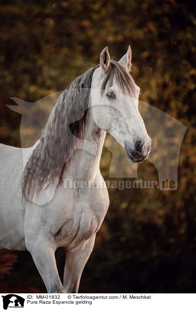 Pura Raza Espanola gelding / MM-01832