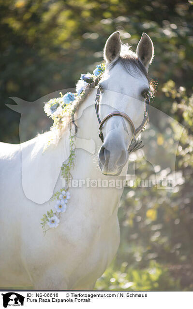 Pura Raza Espanola Portrait / NS-06616