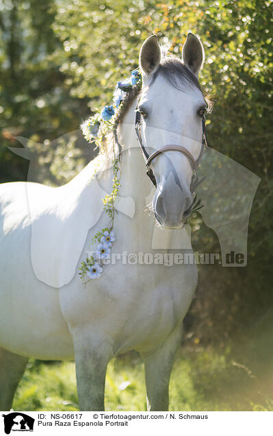 Pura Raza Espanola Portrait / NS-06617