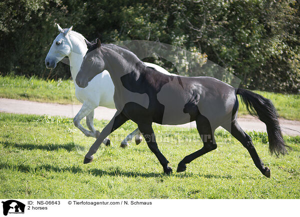 2 horses / NS-06643