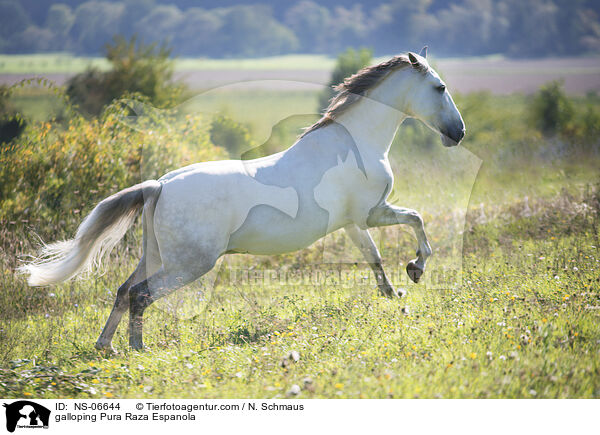 galloping Pura Raza Espanola / NS-06644
