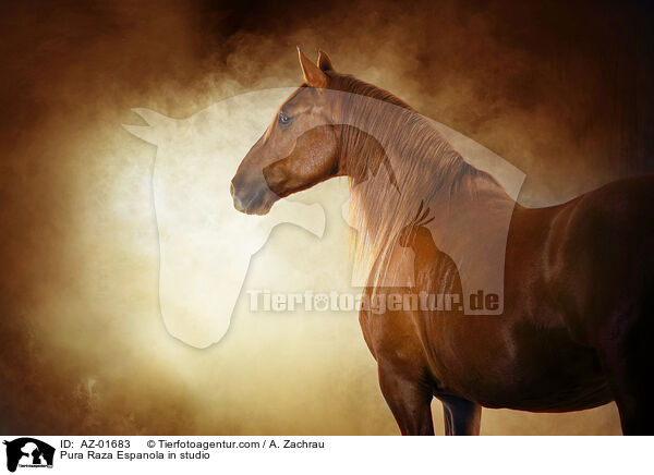 Pura Raza Espanola im Studio / Pura Raza Espanola in studio / AZ-01683