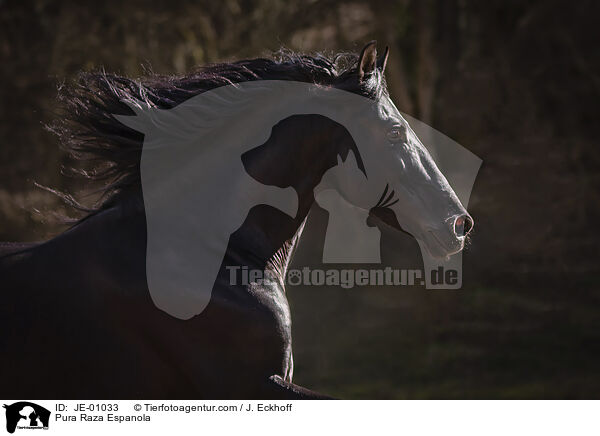 Pura Raza Espanola / Pura Raza Espanola / JE-01033
