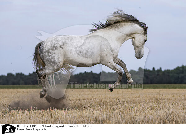 Pura Raza Espanola / Pura Raza Espanola / JE-01101