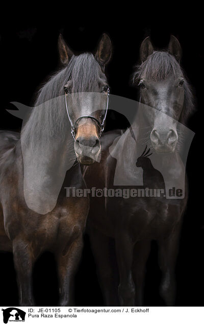 Pura Raza Espanola / Pura Raza Espanola / JE-01105