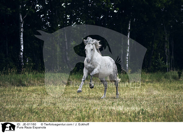 Pura Raza Espanola / Pura Raza Espanola / JE-01160