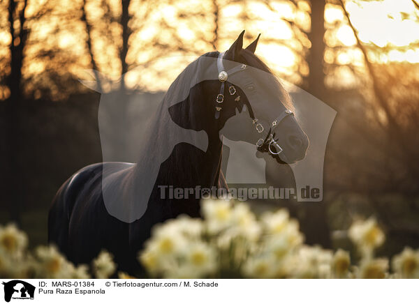 Pura Raza Espanola / Pura Raza Espanola / MARS-01384