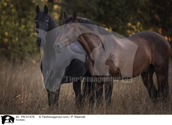 horses / PK-01476
