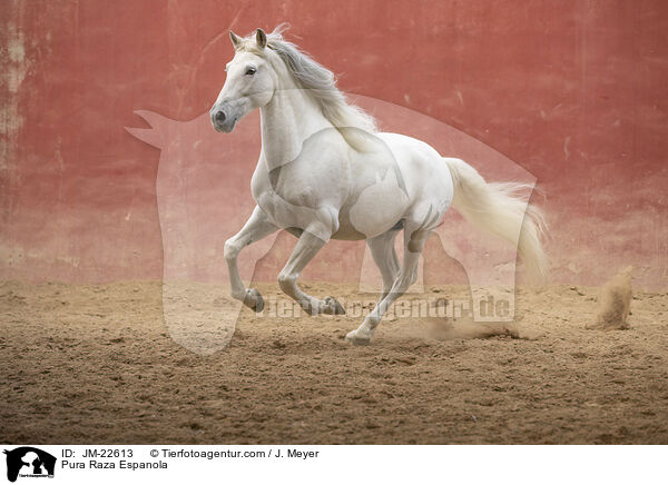 Pura Raza Espanola / JM-22613