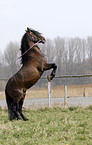 Stallion