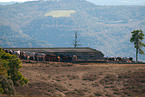 Pura Raza Espanola