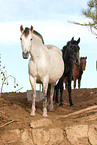 Pura Raza Espanola