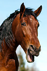 Pura Raza Espanola Portrait
