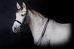 Pura Raza Espanola Portrait