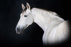 Pura Raza Espanola Portrait