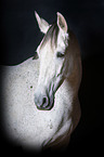 Pura Raza Espanola Portrait